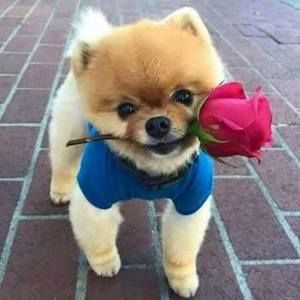 Meet your Posher, Durango